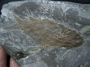 Triassic fishes Semionotus