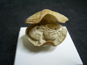 Brachiopode mit Armgerüst