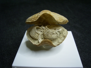 Brachipod with inner structure