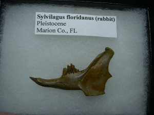 Sylvilagus jaw