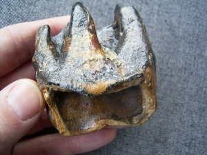 Zahn vom Wollhaarnashorn