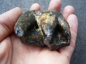 Tooth of whooly rhinoceros