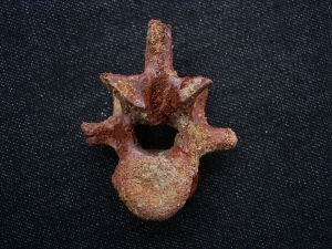 Raptor Vertebra