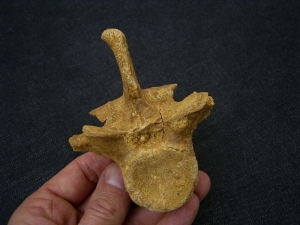 Spinosaur vertebra
