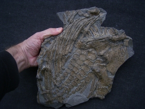 Ichthyosaurus Paddel und mehr