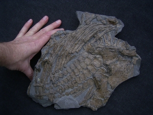 Ichthyosaur paddle and more
