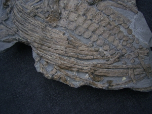 Ichthyosaur paddle and more