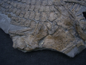 Ichthyosaurus Paddel und mehr