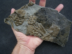 Steneosaurus Knochen mit Weichteilen