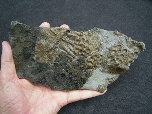 Steneosaurus Knochen mit Weichteilen