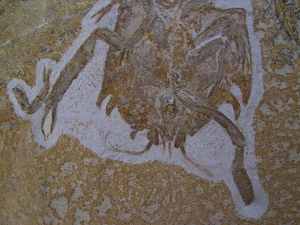 Eryon arctiformis