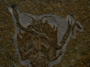 Eryon arctiformis