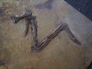 Bird wing, Messel pit