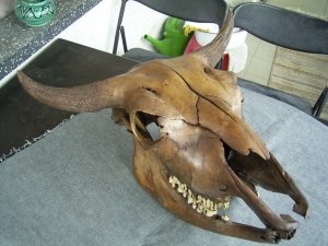 A3 Bison skull cow and calf remainings