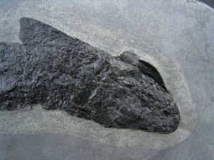 Raubfisch Tristichopterus