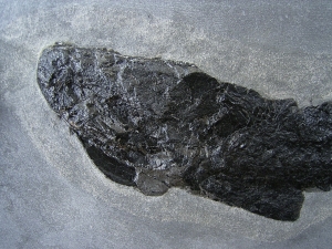 Raubfisch Tristichopterus