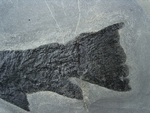 Raubfisch Tristichopterus
