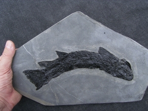 Raubfisch Tristichopterus