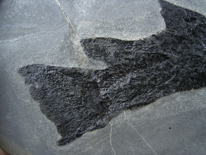 Raubfisch Tristichopterus