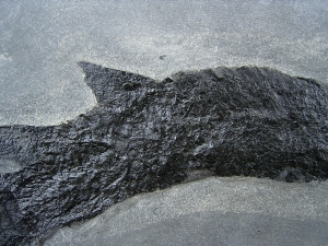 Raubfisch Tristichopterus