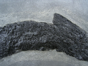 Raubfisch Tristichopterus