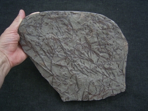 Devonpflanzen Taeniocrada