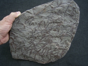 Devonpflanzen Taeniocrada