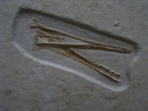 Flugsaurier Schädel aus Solnhofen