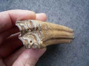 Horse tooth, Germany