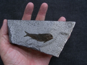 Ophiopsis atenuata