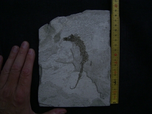 Seepferd Hippocampus