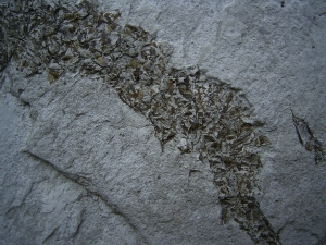Seepferd Hippocampus