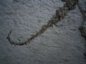 Seepferd Hippocampus