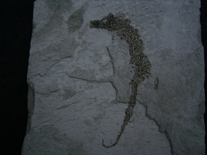 Seepferd Hippocampus