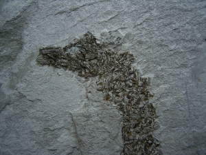 Seepferd Hippocampus