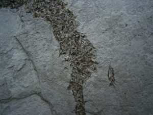 Seepferd Hippocampus
