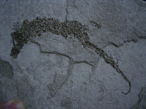 Seepferd Hippocampus