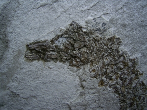 Seepferd Hippocampus