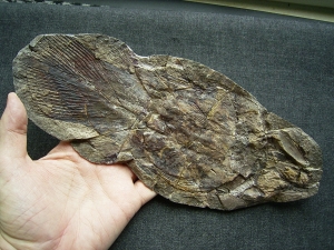 Quastenflosser, Whiteia woodwardi