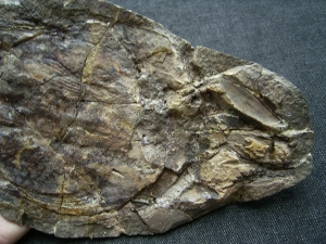 Quastenflosser, Whiteia woodwardi