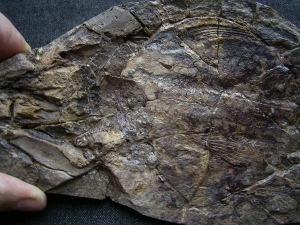 Quastenflosser, Whiteia woodwardi