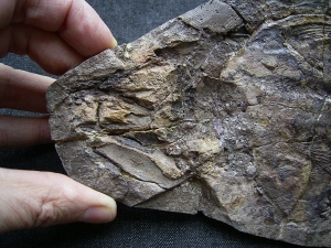 Quastenflosser, Whiteia woodwardi