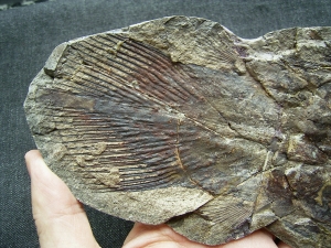 Quastenflosser, Whiteia woodwardi
