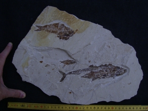 Fisch frisst Fisch aus der Kreidezeit