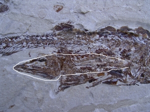 Fisch frisst Fisch aus der Kreidezeit
