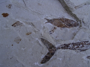 Fisch frisst Fisch aus der Kreidezeit