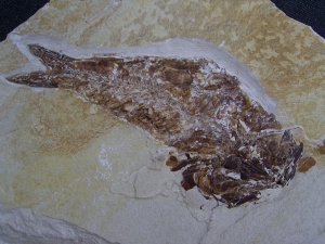 Fisch frisst Fisch aus der Kreidezeit