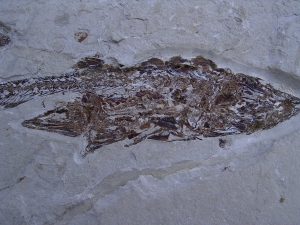 Fisch frisst Fisch aus der Kreidezeit