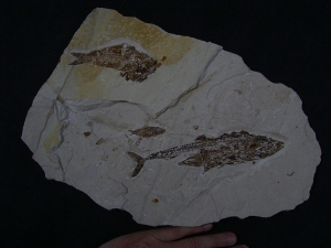 Fisch frisst Fisch aus der Kreidezeit