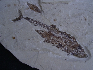 Fisch frisst Fisch aus der Kreidezeit